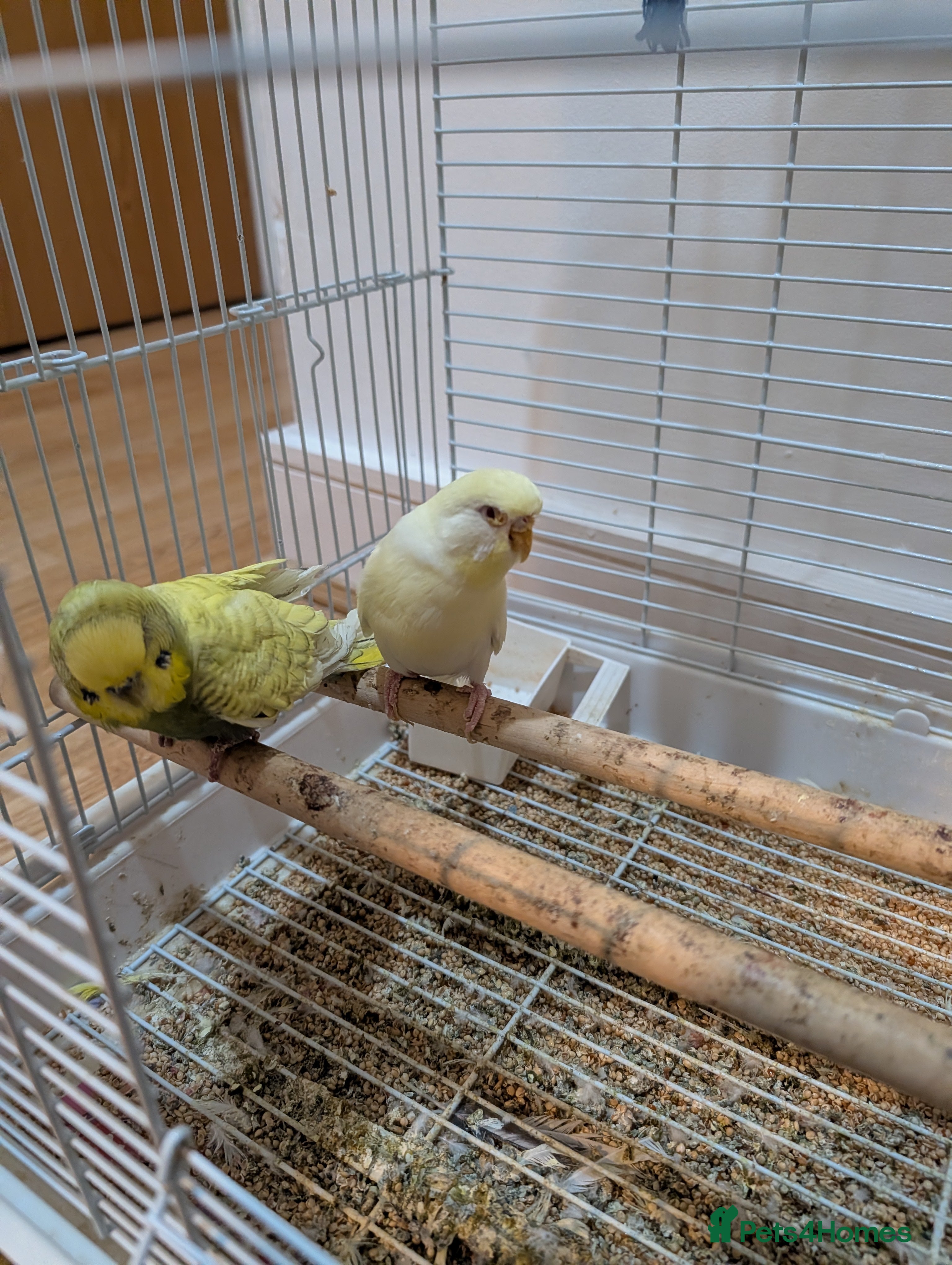 Budgerigars birds 2 Budgies with cage asap moving home  - Advert 1