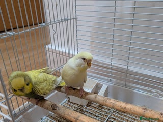 Budgerigars birds 2 Budgies with cage asap moving home - Advert 1