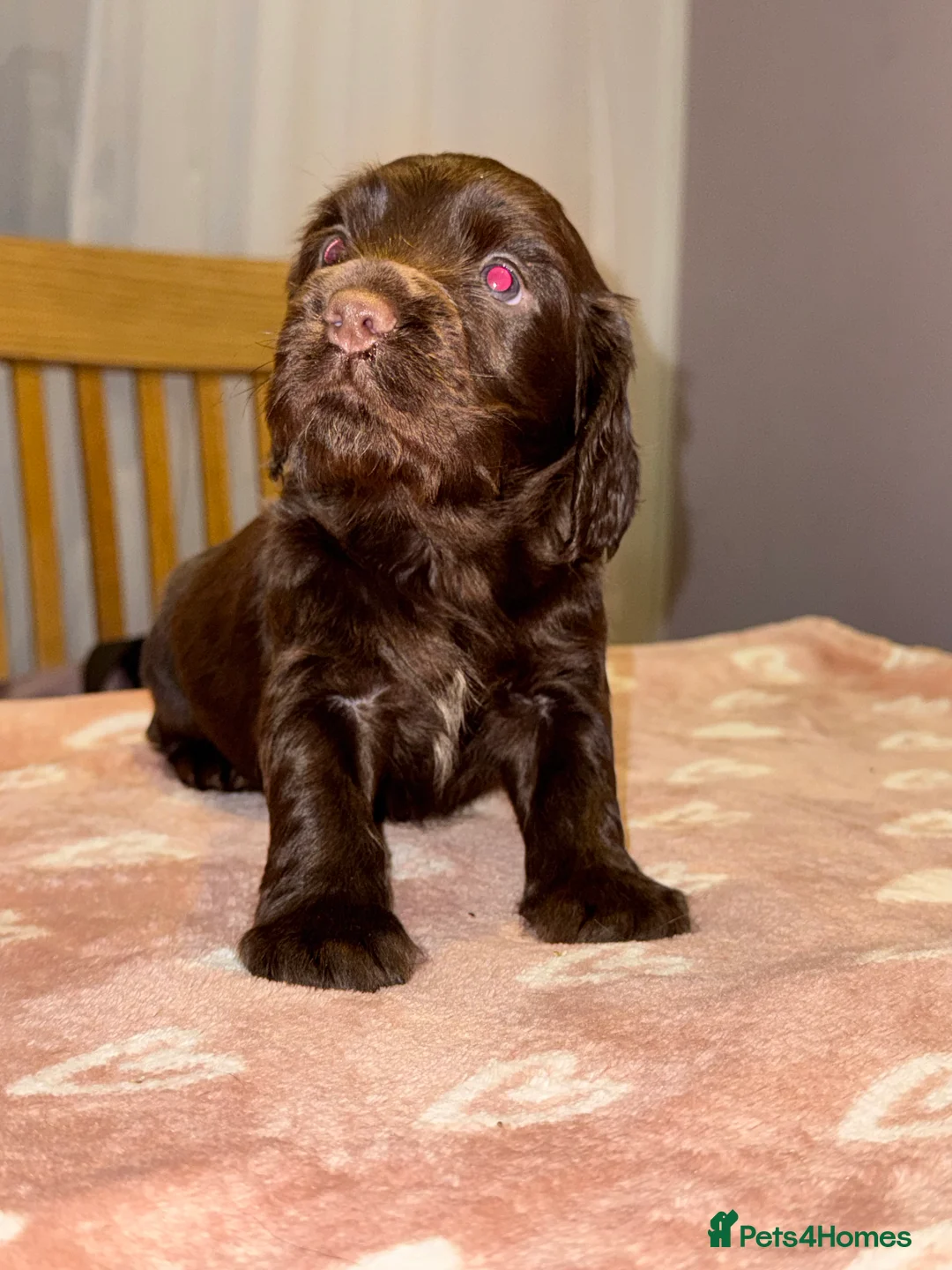 Cocker Spaniel dogs for sale: Adorable cocker spaniel puppies - Advert 29