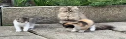 Mixed Breed cats for sale: Diddle  - Advert 2
