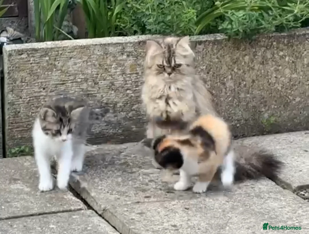 Mixed Breed cats for sale: Diddle  - Advert 2