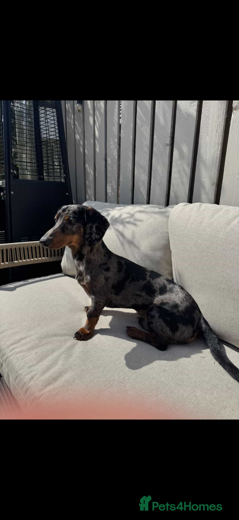 Dachshund dogs Dachshund puppy for sale  - Advert 6