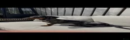 Dachshund dogs for sale: Dachshund puppy for sale  - Advert 1