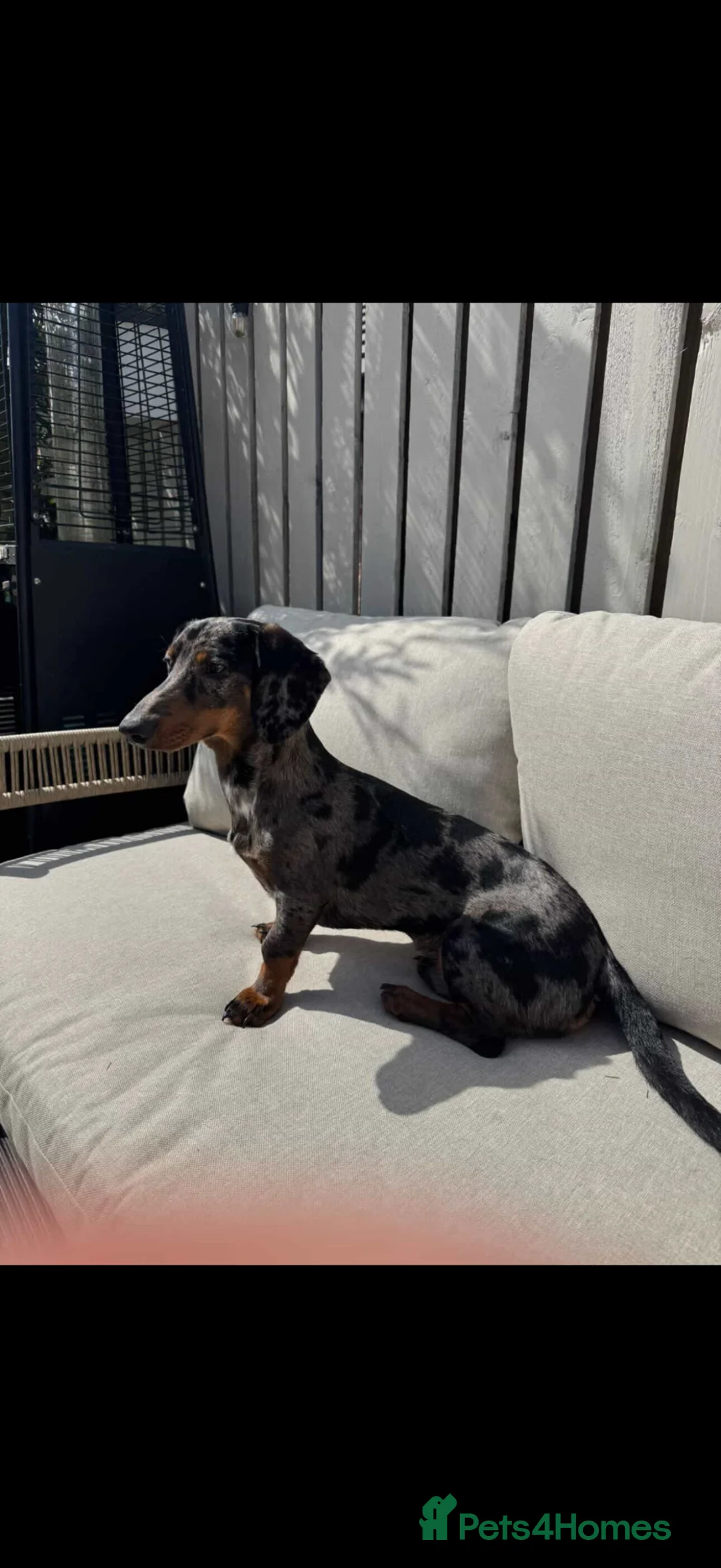 Dachshund dogs for sale: Dachshund puppy for sale  - Advert 1