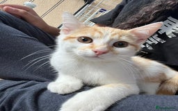 Aegean cats for sale: Kittens for sale. - Image 1