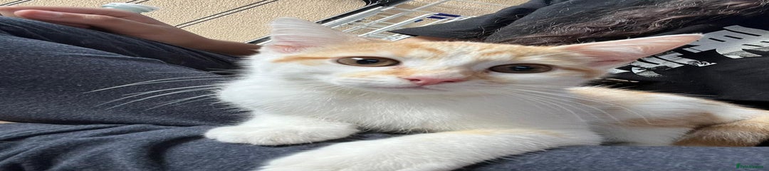 Aegean Kitten 