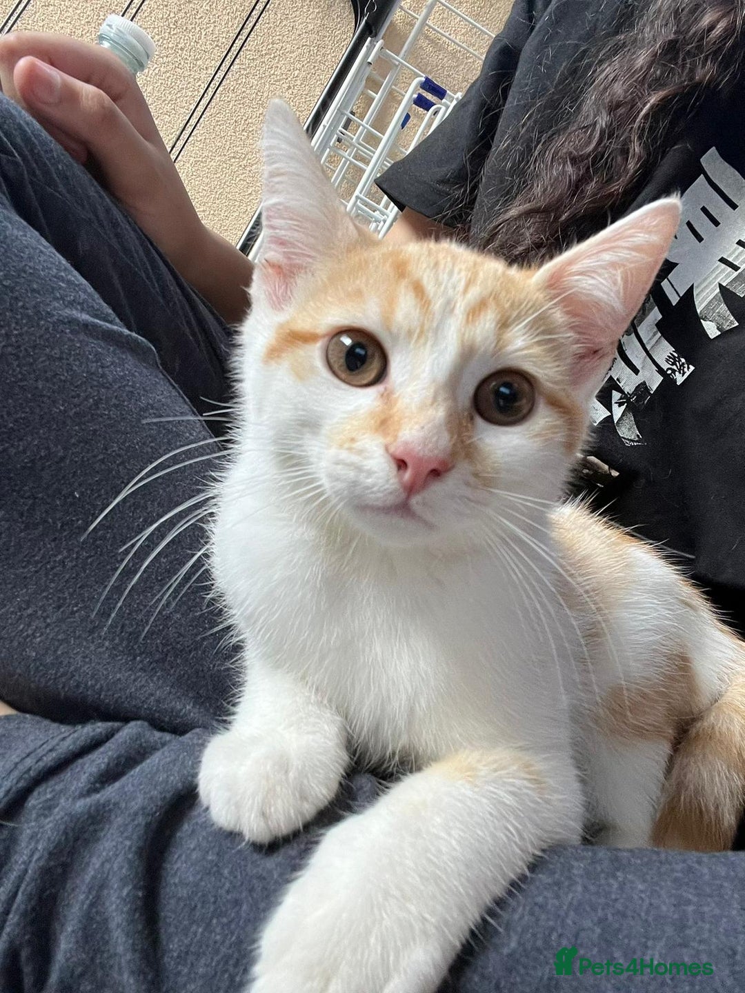Aegean cats for sale: Kittens for sale. - Image 1