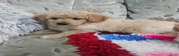 Cockapoo dogs for sale: 🐾 Hello, dear animal lovers! 🐾   - Advert 7