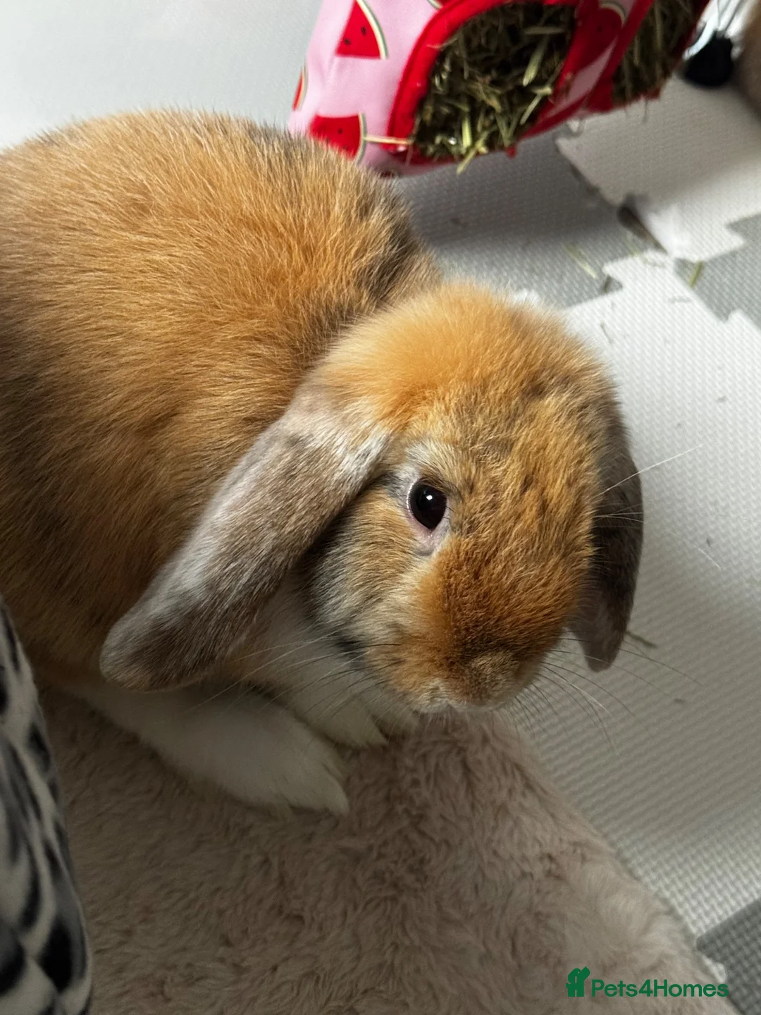 Mini Lop rabbits for sale: 2 Mini Lops - Advert 2