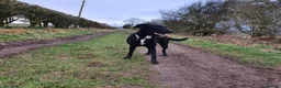 Staffordshire Bull Terrier dogs for sale: Male puppy for sale - Advert 2