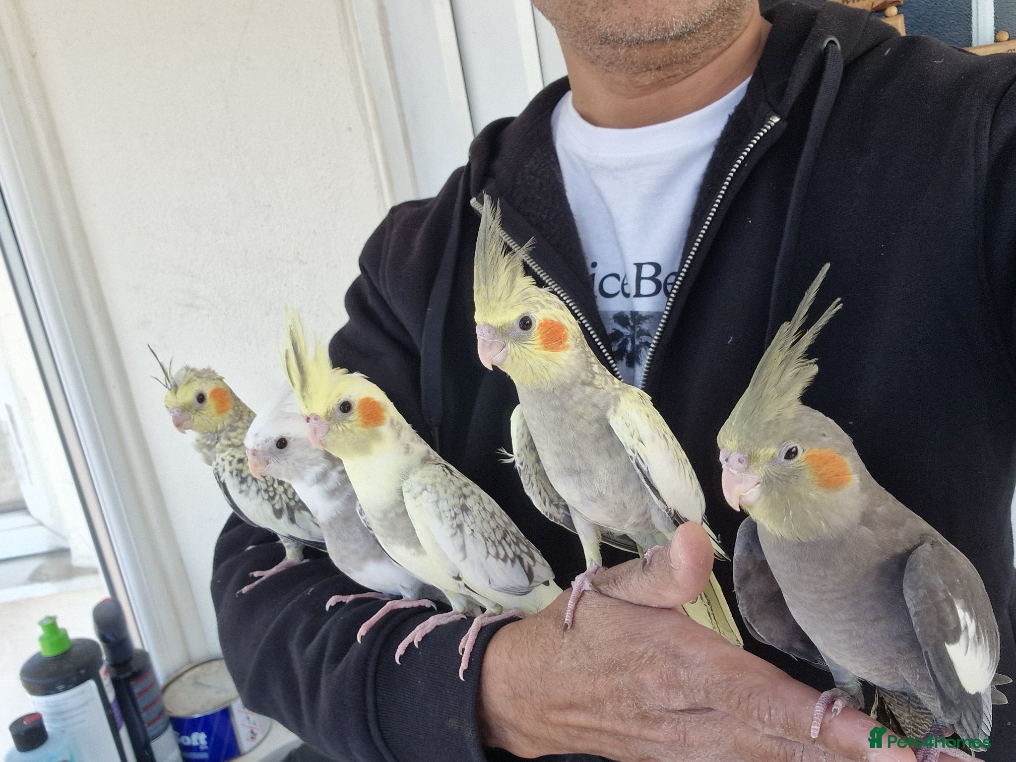 Cockatiels birds Super hand tamed baby cockatiel - Advert 3