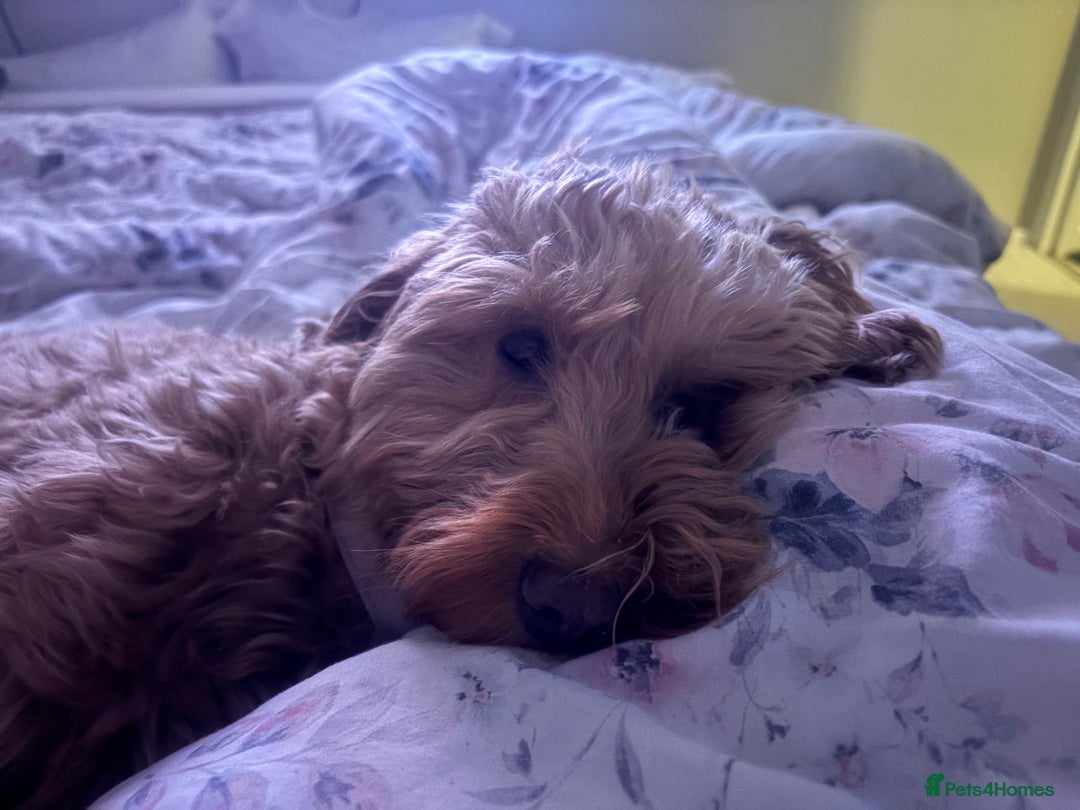 Cockapoo dogs for sale: F2 cockerpoo puppies  - Advert 28