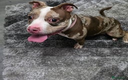 American Bully dogs for sale: Merle pocket bully - Image 1