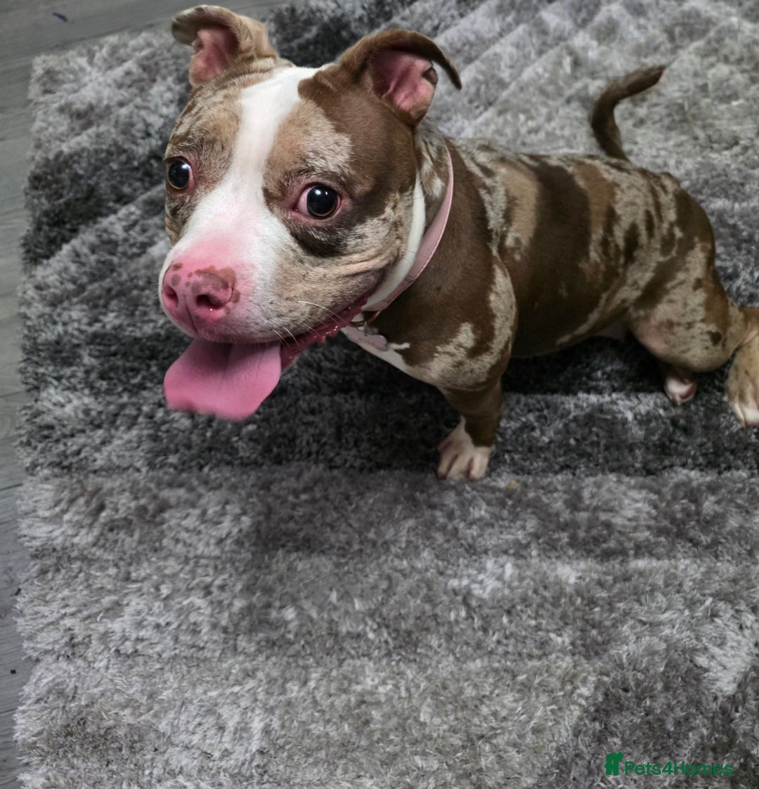 American Bully dogs for sale: Merle pocket bully - Image 1