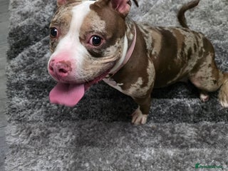 American Bully dogs - Advert 3