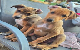 Mixed Breed dogs for sale: Lurcher x staff  in Sturminster Newton - Image 1