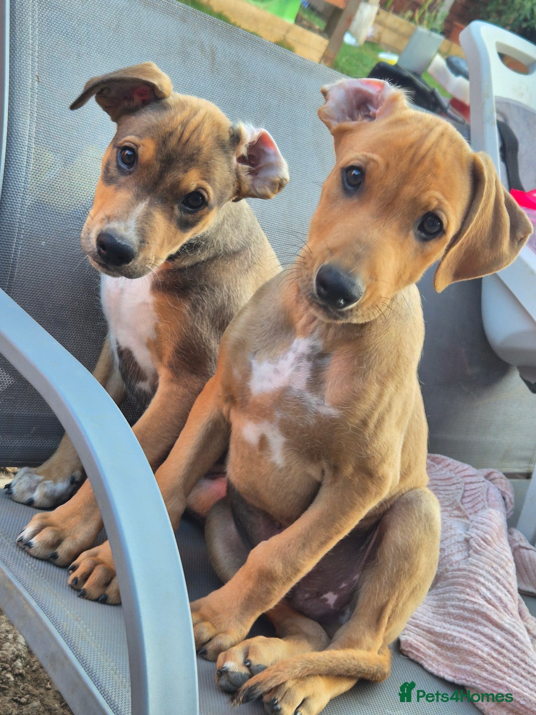 Mixed Breed dogs for sale: Lurcher x staff  in Sturminster Newton - Image 1