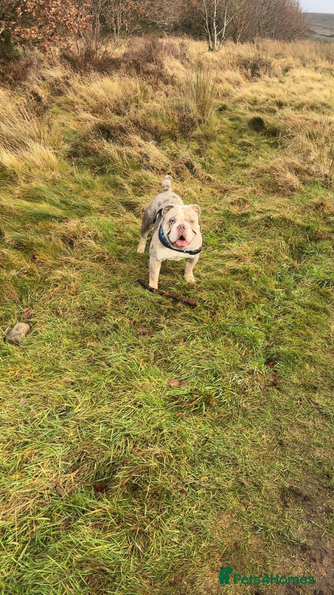 English Bulldog dogs for stud: Spud LILAC MERLER  - Advert 2