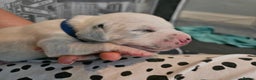 Dalmatian dogs for sale: beautiful dalmatian puppies - Advert 9