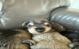 Miniature Schnauzer dogs for sale: KC MAC BVA MIniature Schnauzer puppies  - Image 6