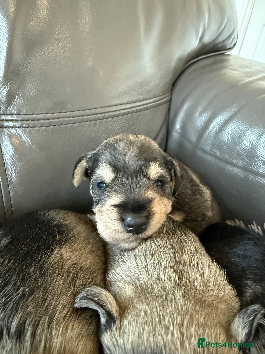 Miniature Schnauzer dogs for sale: KC MAC BVA MIniature Schnauzer puppies  - Image 6
