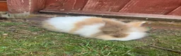 Mini Lion Lop rabbits for sale:   5 Mini Lion x lops - Advert 2