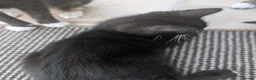 Mixed Breed cats for sale: Black kitten with brown stripes - Advert 7