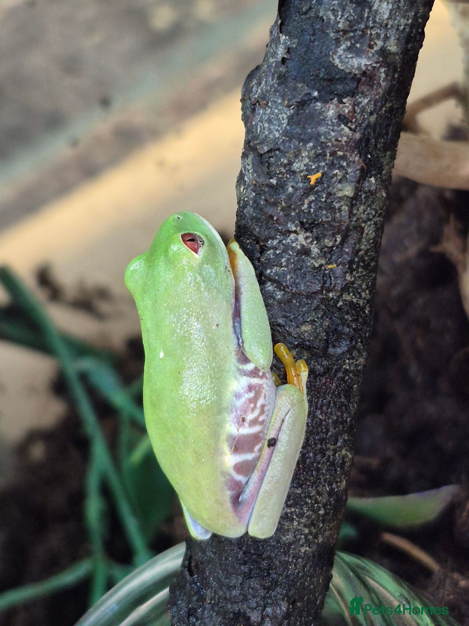 Frog reptiles white tree frogs. Green/black darts - Advert 1