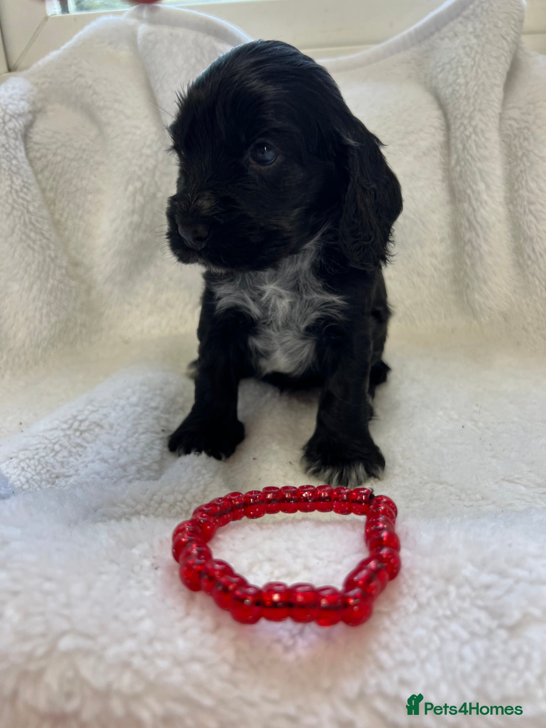 Cocker Spaniel dogs for sale: Kc registered Show cocker spaniel  - Image 5