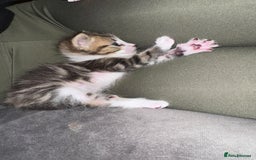 Mixed Breed cats for sale: Last 2 loving kittens  - Image 2