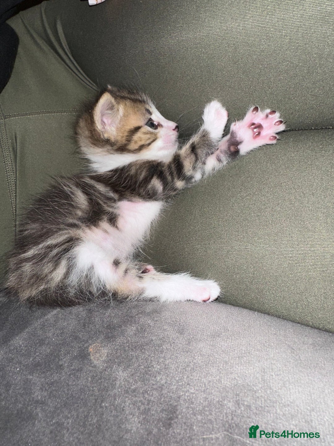 Mixed Breed cats for sale: Last 2 loving kittens  - Image 2