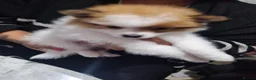 Pomeranian dogs for sale: Pomeranian Purebred(small breed) - Advert 6