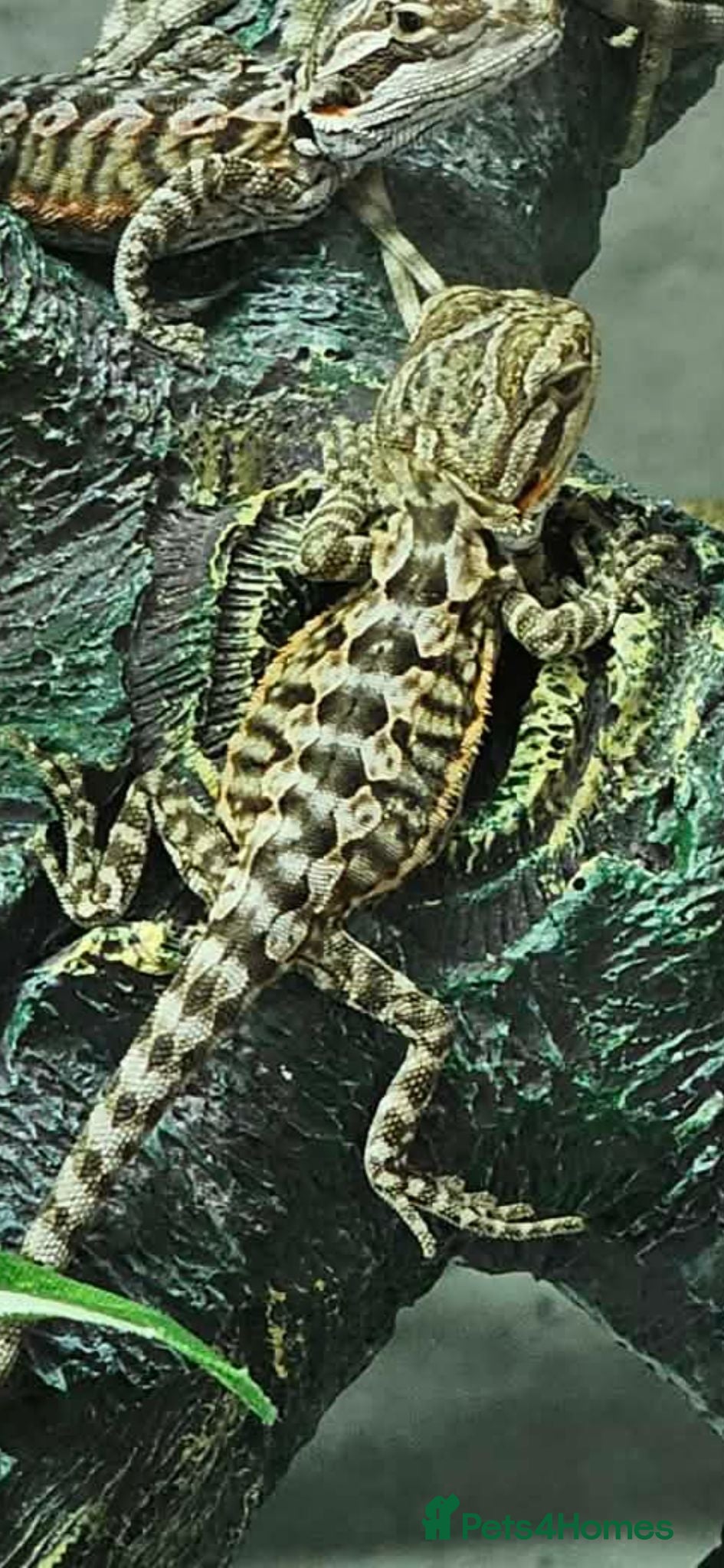 Bearded Dragon reptiles 21 Bearded Dragons  - Advert 2