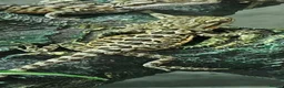 Bearded Dragon reptiles for sale: 21 Bearded Dragons  - Advert 7