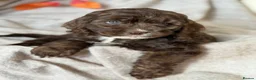 Cockapoo dogs for sale: Cockapoo puppies - Advert 14