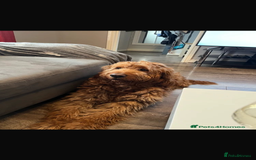 Goldendoodle dogs for sale: Golden doodle puppies ready 12th September  - Image 32