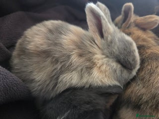 Mini Lop rabbits Only 2 left Beautiful Mini Lops for sale - Advert 9