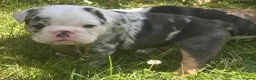 English Bulldog dogs for sale: 🐾 EXCEPTIONAL OLDE ENGLISH BULLDOG PUPPIES 🐾 - Advert 8