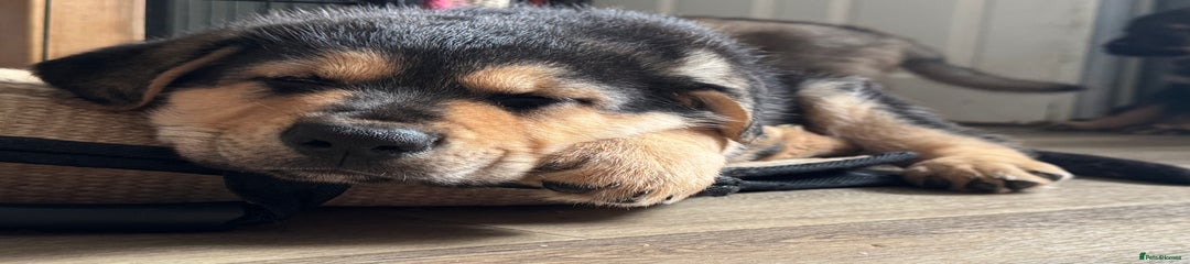 Mixed Breed Puppy 2