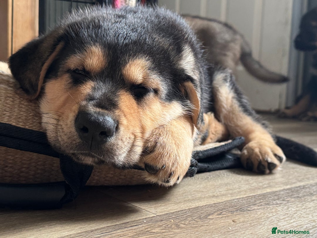 Mixed Breed dogs for sale: German Shepherd x Rottweiler puppies | READY TO GO - Image 3