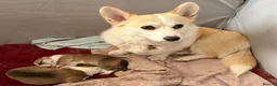 Welsh Corgi Pembroke dogs for sale: Handsome KC Reg Pembroke Corgi Pups in Caerphilly - Advert 24