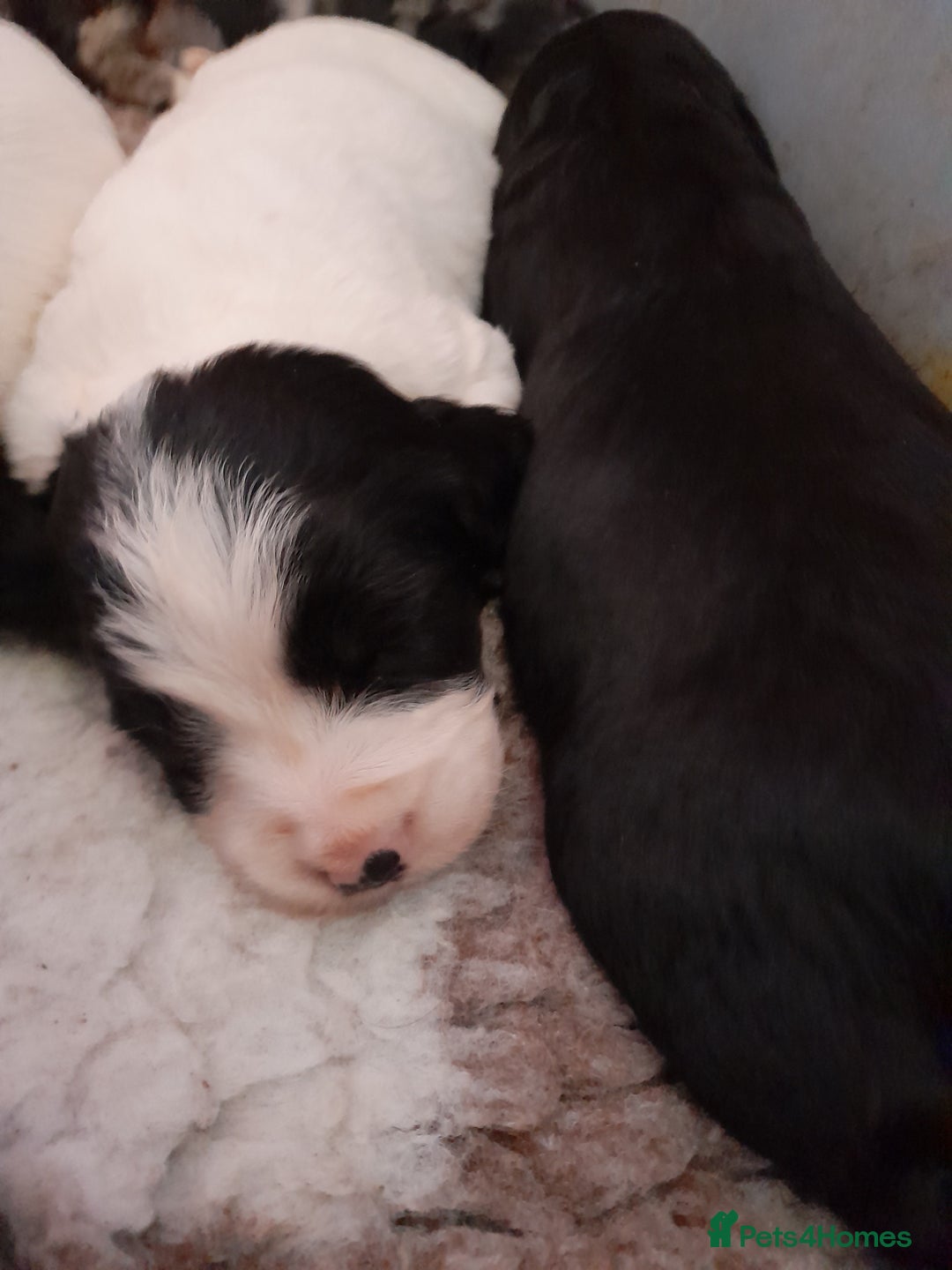 Sprocker dogs for sale: Gorgeous Sprocker pups.  - Image 8