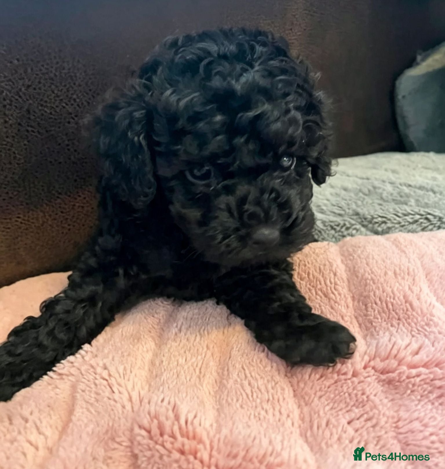 Toy Poodle dogs Perfect little girl🩷Ready to leave - Advert 7