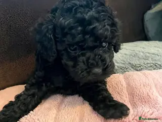 Toy Poodle dogs Last beautiful girl🏡🩷REDUCED - Advert 13