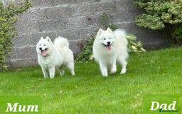 Samoyed dogs for sale: KC reg. Samoyed puppies with champ bloodline  - Advert 12