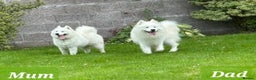 Samoyed dogs for sale: KC reg. Samoyed puppies with champ bloodline  - Advert 24