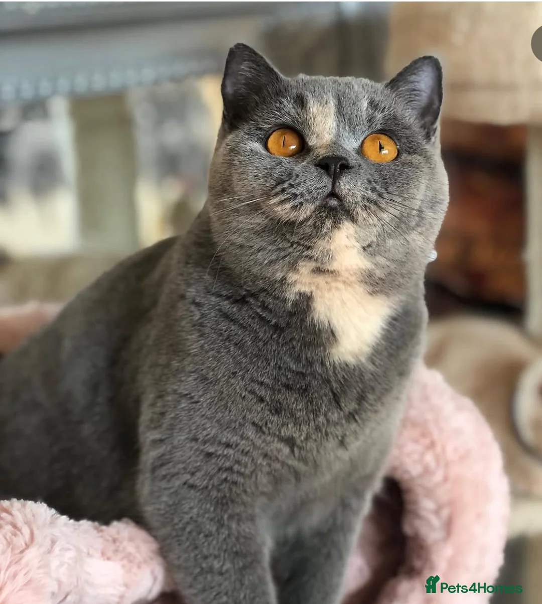 British Shorthair cats for sale: Two beautiful champion line boys for sale  - Advert 22