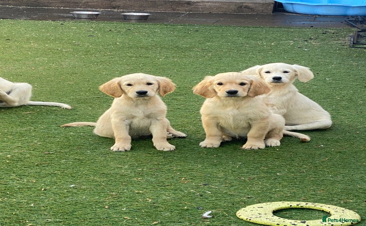 Golden Retriever dogs - Advert 4