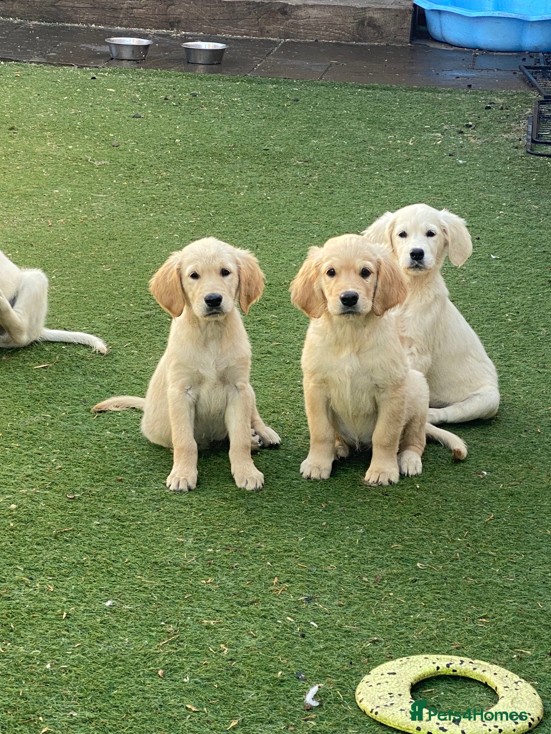 Golden Retriever dogs for sale: KC®️BEAUTIFUL GOLDEN RETRIEVER PUPPIES 🐶❤️ HIP ✅  - Image 1