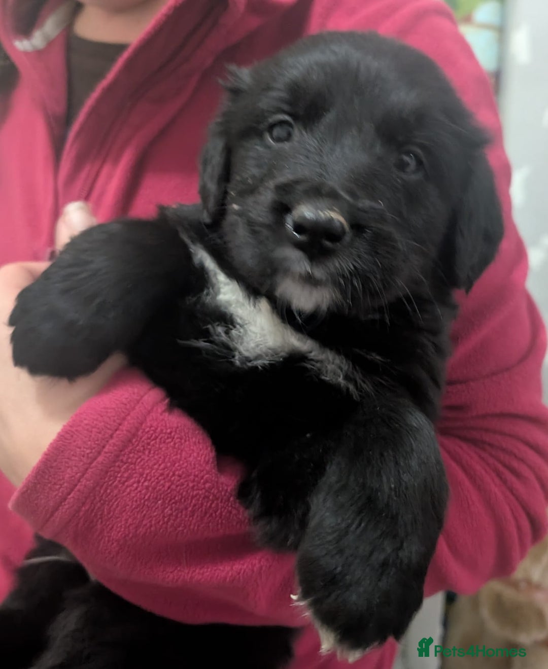 Mixed Breed dogs for sale:  berneses moutain dog x golden retriever - Advert 8